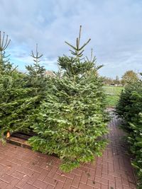 Kerstboom large (175 - 200 cm) | &euro; 45