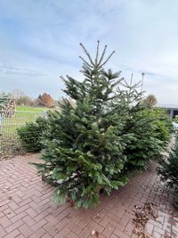 Kerstboom extra large (200 - 250 cm) | &euro; 55,-