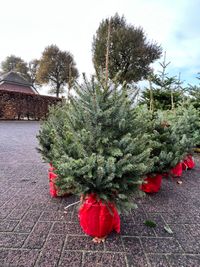 Kerstboom mini 2 (80 - 100 cm) | &euro; 15,-